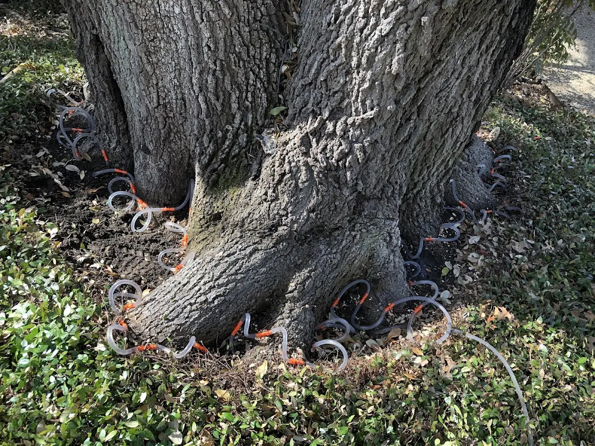 Detailed Tree Cabling and Bracing job site in Cummings