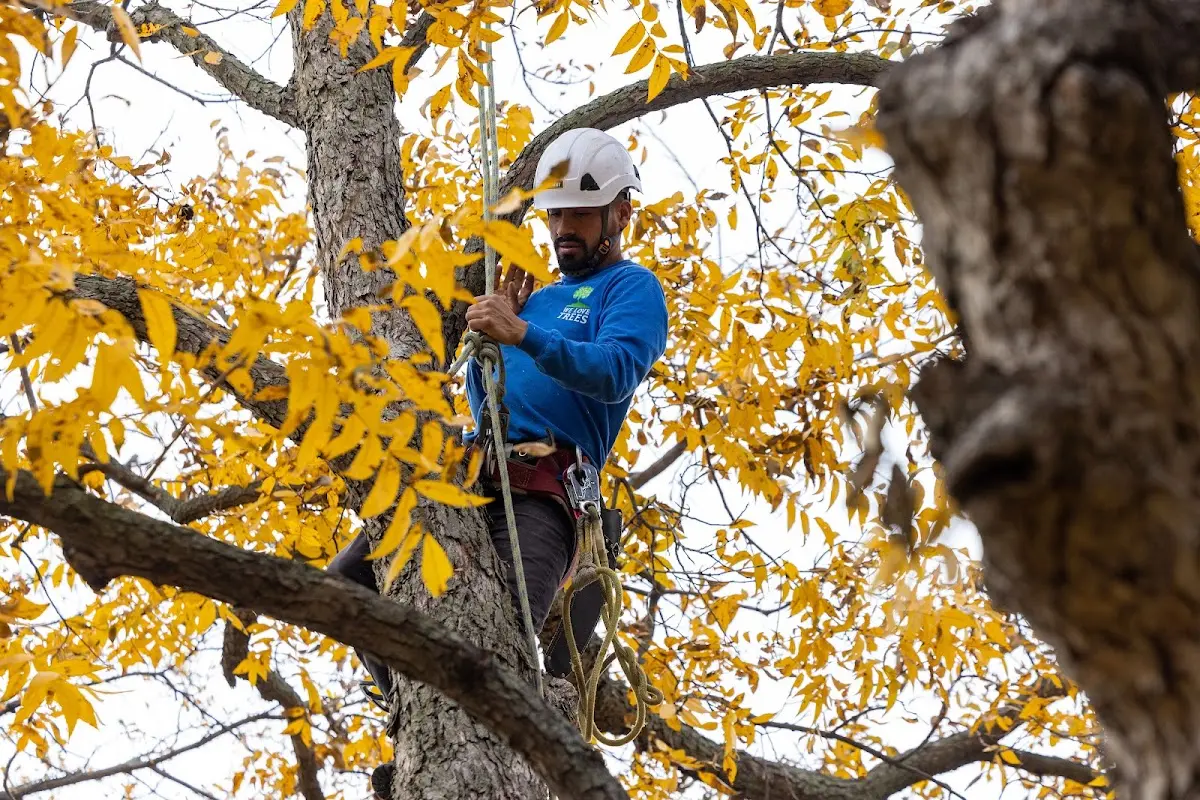 Skilled Tree Transplanting crew working in Cummings